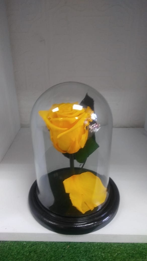 Eterna Amarilla