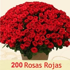 ROSAS 200